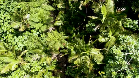 top down aerial of water stream in tropical forest in puerto rico, tilt up