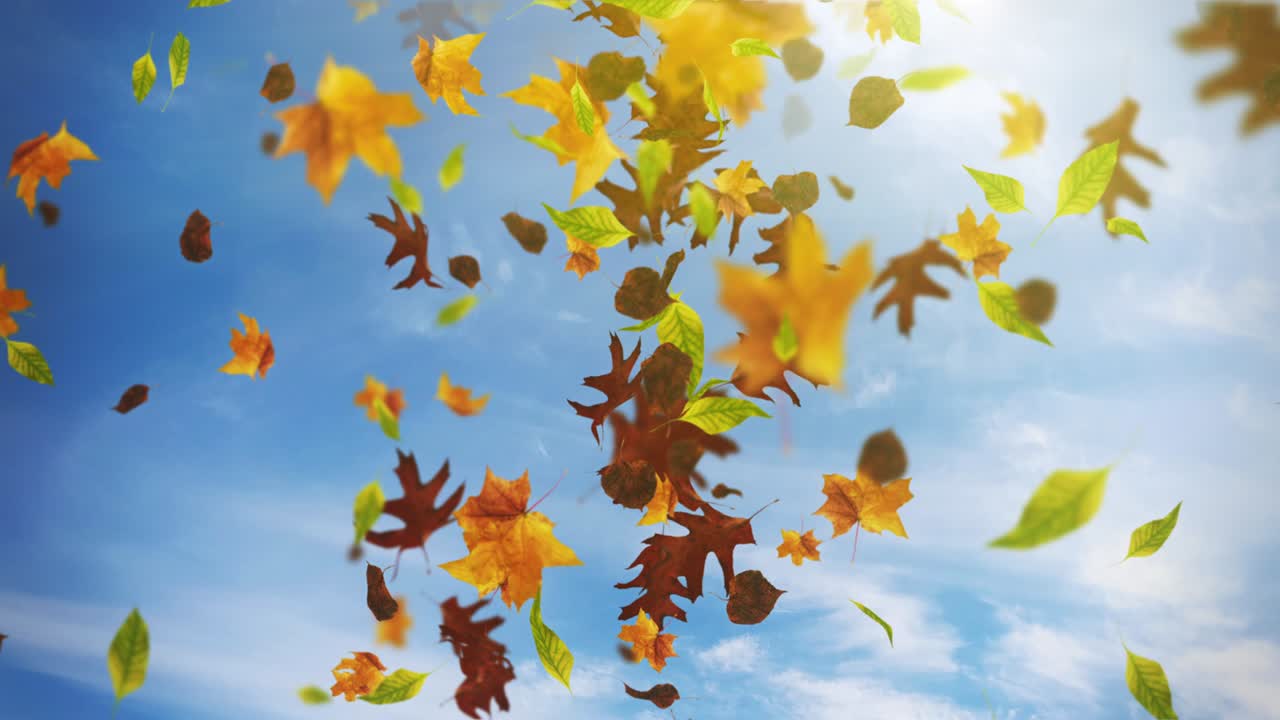 떨어지는 잎의 애니메이션 루프 가을