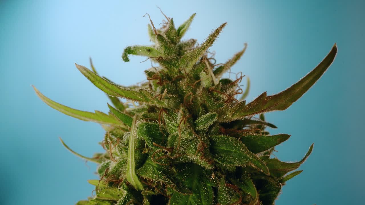 파란색 배경에서 빛으로 놀고 있는 대마초  ⁇  꽃을 확대합니다.