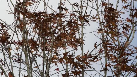 Soplando-Hojas-De-Roble-Caídas-En-Un-árbol-Con-Nubes-Pasando-En-Segundo-Plano.