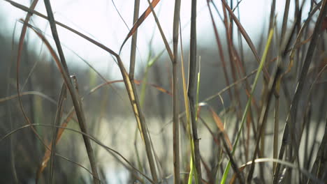 close up of reeds blowing in the wind