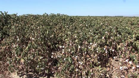 Medium-shot-of-cotten-field-with-cotton-fruits-in-California,-USA