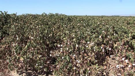 Tiro-Medio-De-Campo-De-Algodón-Con-Frutos-De-Algodón-En-California,-Estados-Unidos