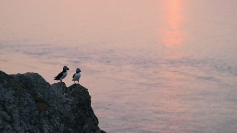 pair of two atlantic puffins at sunset on cliffs on the coast, perched perching on rocks with ocean sea water behind, atlantic puffin colony at sunset on skomer island