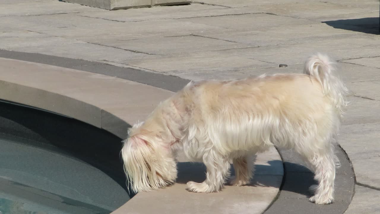 뒷마당에서 목줄 없이 산책하는 개는 수영장 근처를 탐험합니다
