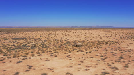 aerial view of endangered white rhino running through namibian desert, african wildlife conservation