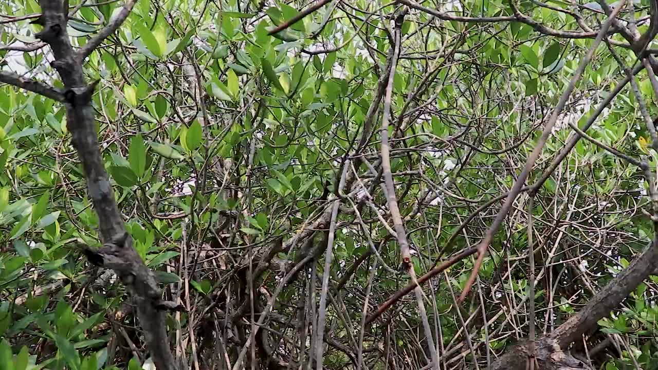 mangrove forests with sea backwater from flat angle video is taken at mangrove forest chidambaram tamilnadu india. it is one of the world largest mangrove forests.
