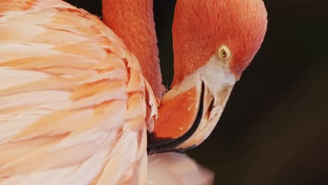 vertical close-up of american flamingo picking at feathers with beak