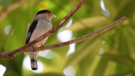 The-Silver-breasted-Broadbill-is-a-famous-bird-in-Thailand,-both-local-and-international