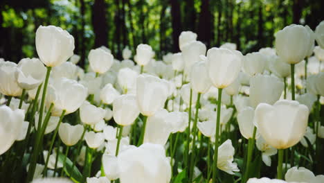 Schöne-Weiße-Tulpen-1