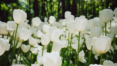 Hermosos-Tulipanes-Blancos-1