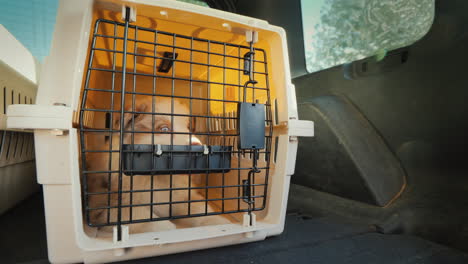 cage with a puppy rides in the trunk of the car transportation and delivery of live animals