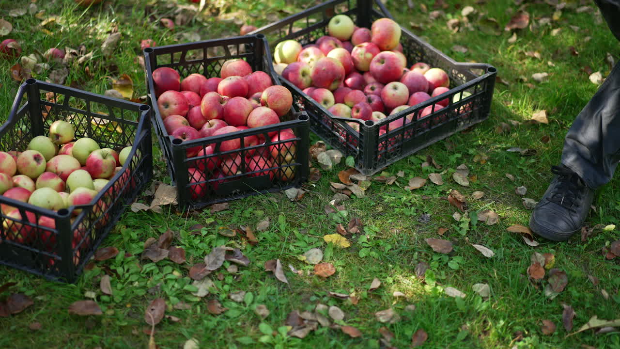 Harvest of freshly picked apples gathered into boxes. Man brings and puts one more full box of ripe fruit. Top view.