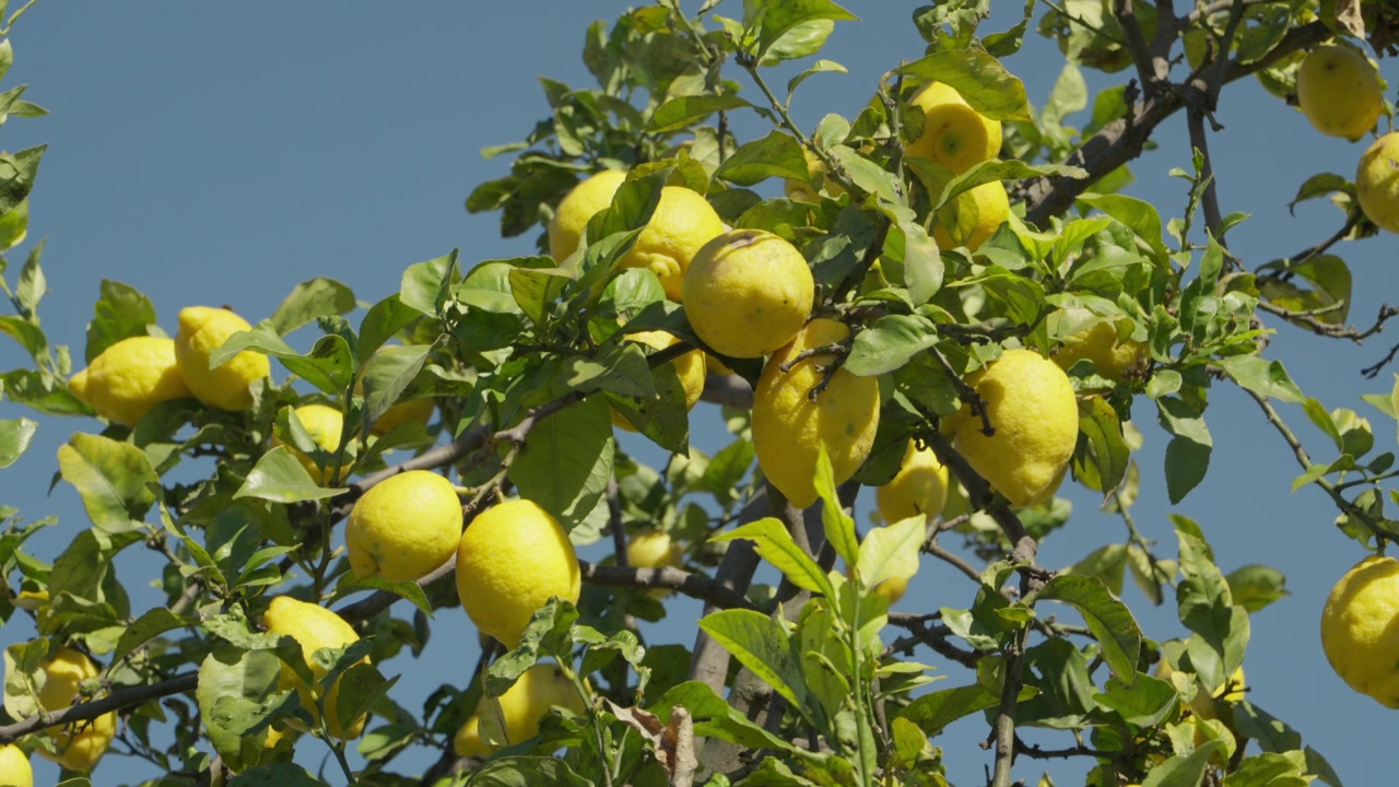 Ripe yellow lemons growing on lemon tree branches under blue sky