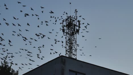 the birds land on the roof of the building and the metal observation and communication tower late in the evening