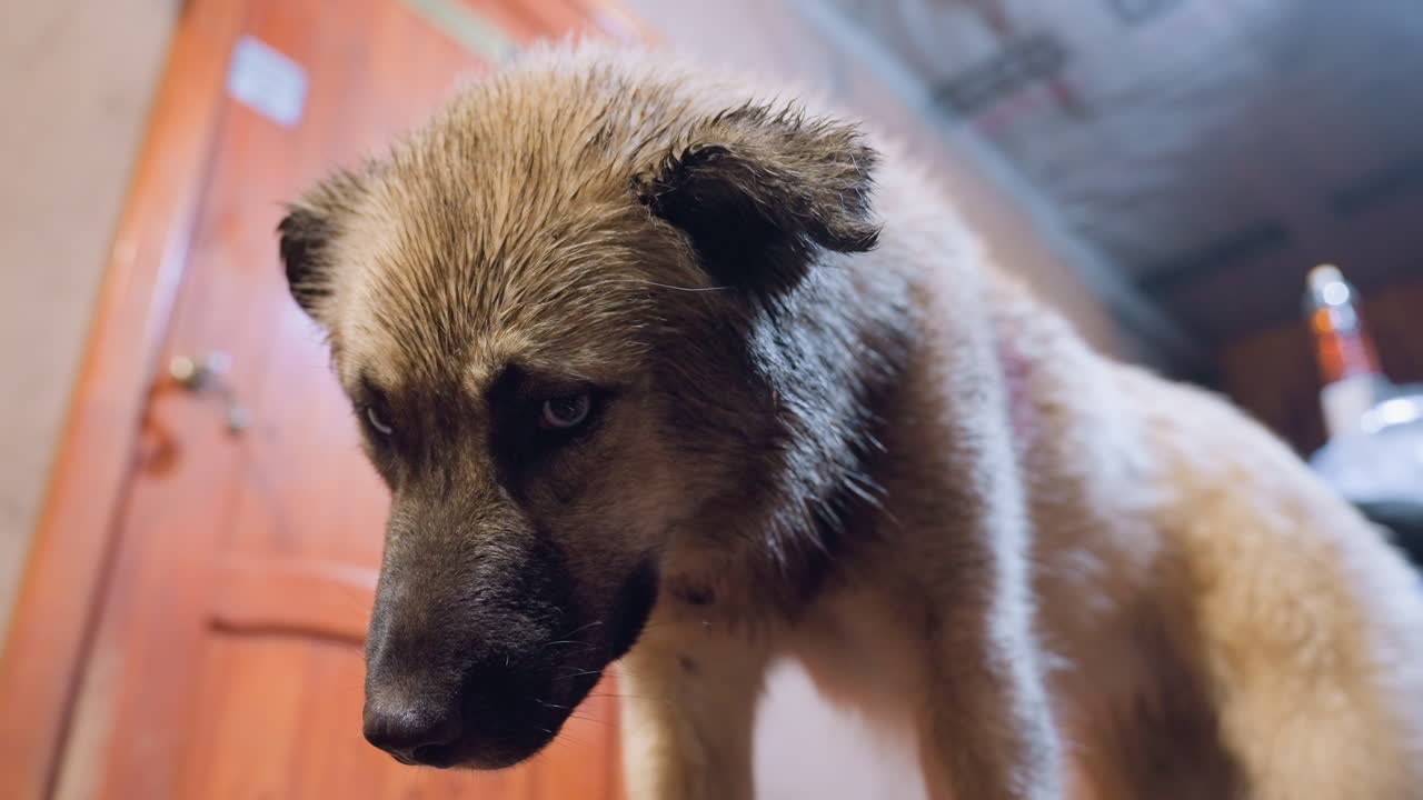 Wet brown dog indoors near door, closeup lowlight portrait showing soulful gaze, muddy snout and textured coat, wooden door and domestic interior in background, quiet contemplative mood for pet rescue