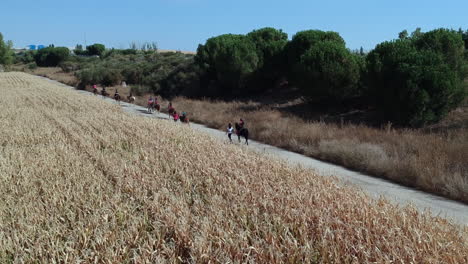 Hermosos-Caballos-Y-Un-Día-Soleado