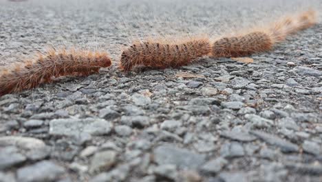 a slow-motion video of hairy caterpillars walking in a single line