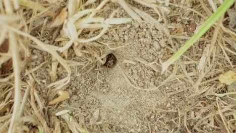 black garden ant explores tan soil under harsh light, surrounded by straw and grit