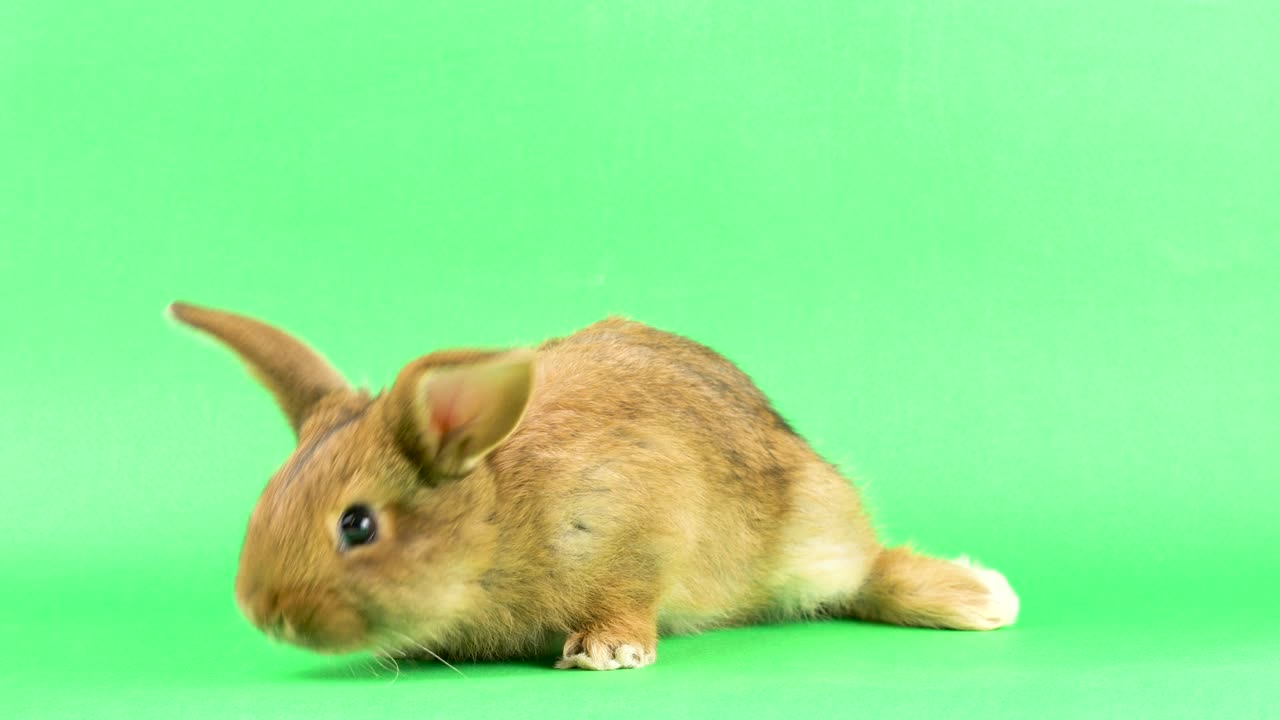 초록색 화면에 있는 작은 털털한 갈색 가축 토끼, 클로즈업.