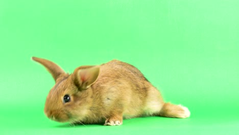 un pequeño conejo doméstico marrón esponjoso en una pantalla verde, de cerca.