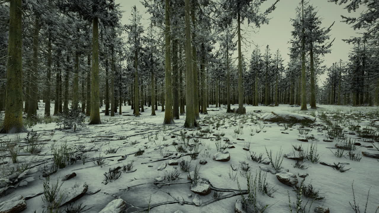 Paesaggio invernale in una foresta innevata con alberi alti e terreno roccioso