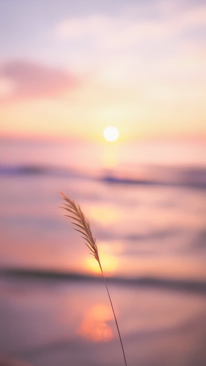 Serene Sunset by the Water with a Blade of Grass