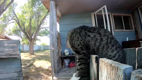 teenage cat sitting on a wooden fence in the sunshine around the backyard on his home