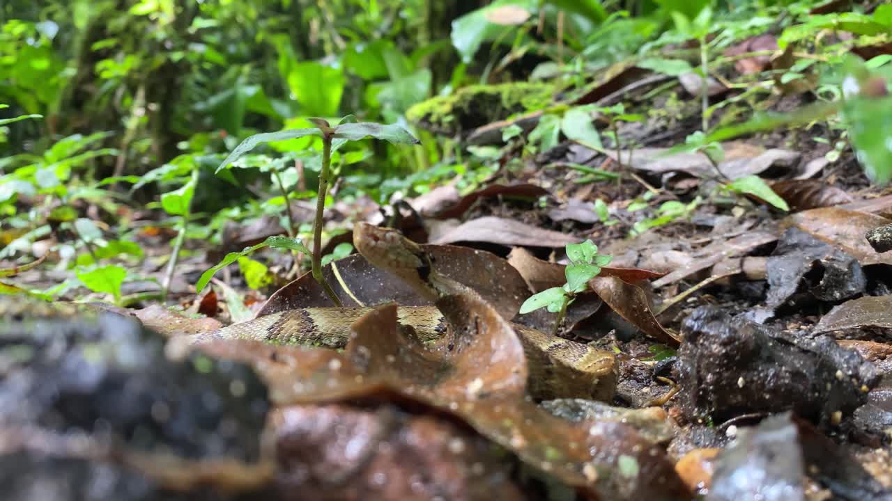 pit viper jararaca joven serpiente bebé moviéndose con la cabeza hacia arriba en el suelo del bosque atlántico