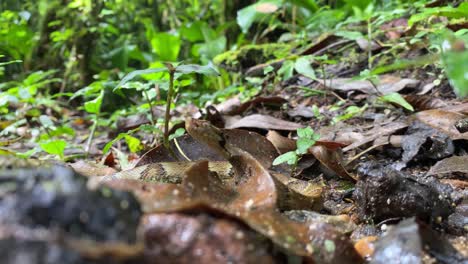 Pit-Viper-Jararaca-Joven-Serpiente-Bebé-Moviéndose-Con-La-Cabeza-Hacia-Arriba-En-El-Suelo-Del-Bosque-Atlántico