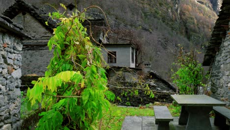 las brillantes plantas se enroscan entre las tranquilas casas de piedra en un valle debajo de las montañas en el pueblo de cavergno, suiza.