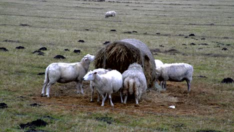 algunos corderos comiendo hierba en el heno
