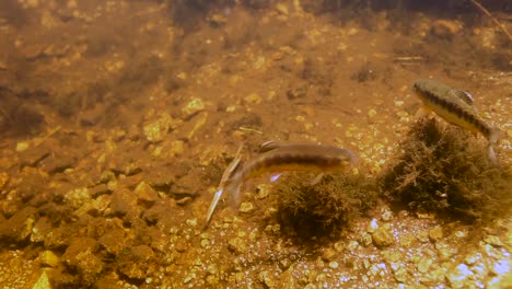 Imágenes-Submarinas-De-Una-Trucha-Dorada-Del-Bosque-Nacional-Inyo-2016