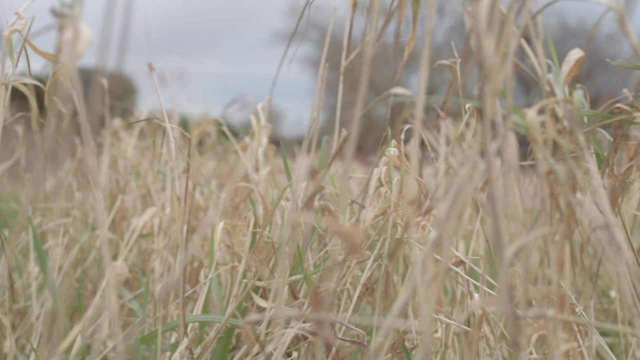 Close up of dry grass in field blowing in the breeze
