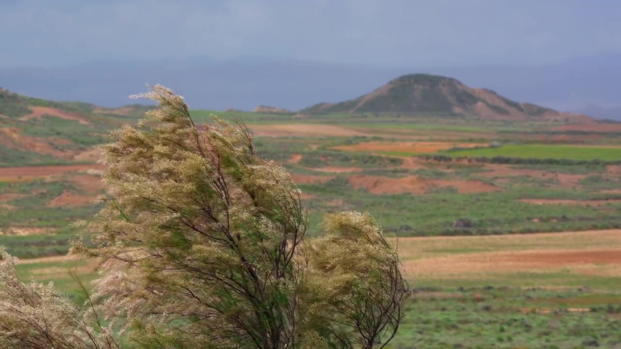 Árbol meciéndose con el viento contra un paisaje rural colorido