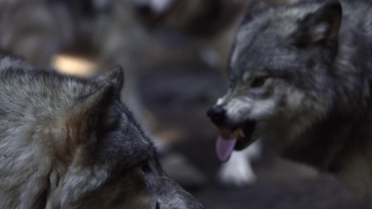 animosidad dentro de la manada de lobos de madera slomo