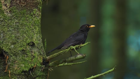 a small black bird perched on the branch of the tree