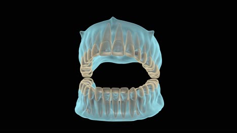 boca, encías, y, dientes, radiografía, vista