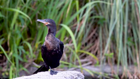 un cormorán neotrópico negro descansando sobre una roca con un pie mientras mira alrededor rodeado de naturaleza