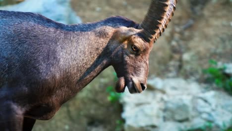 breathtaking close-up footage of an alpine ibex walking on rocks