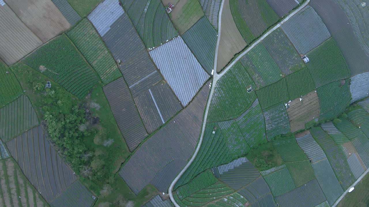 volando a gran altitud sobre una plantación de verduras verdes - disparo de un dron de 4k