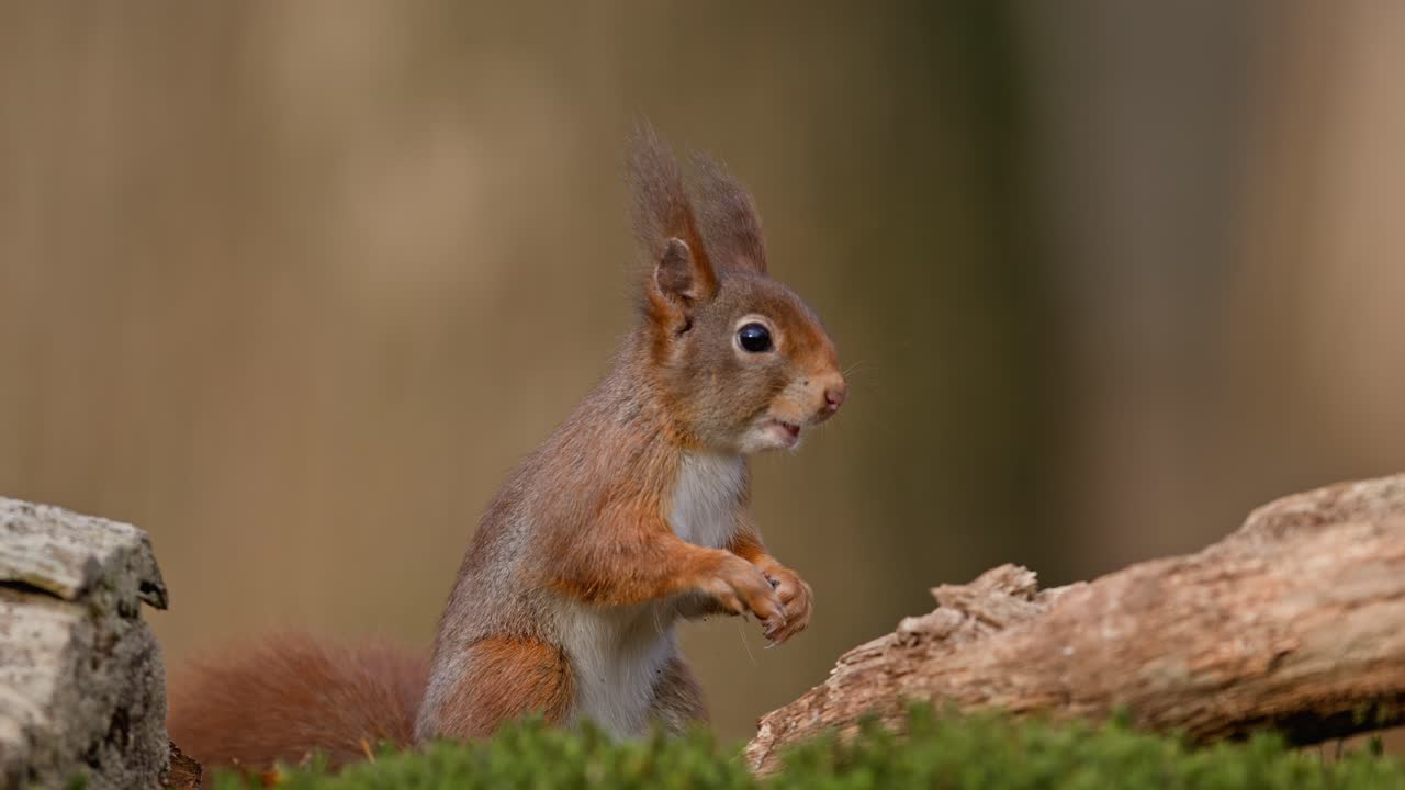 Squirrel in super slow motion, captured in the forest in Clinge, Zeeland, Netherlands