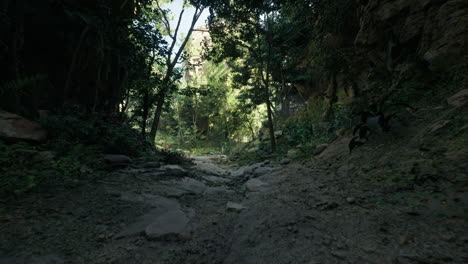 un camino a través de un bosque exuberante
