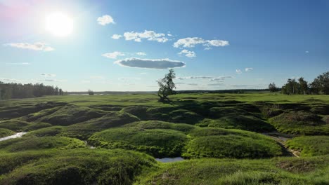 explora la impresionante belleza natural de yakutia mientras la luz dorada del sol arroja su brillo sobre la vegetación vibrante y los paisajes serenos llenos de colinas onduladas y un árbol solitario.