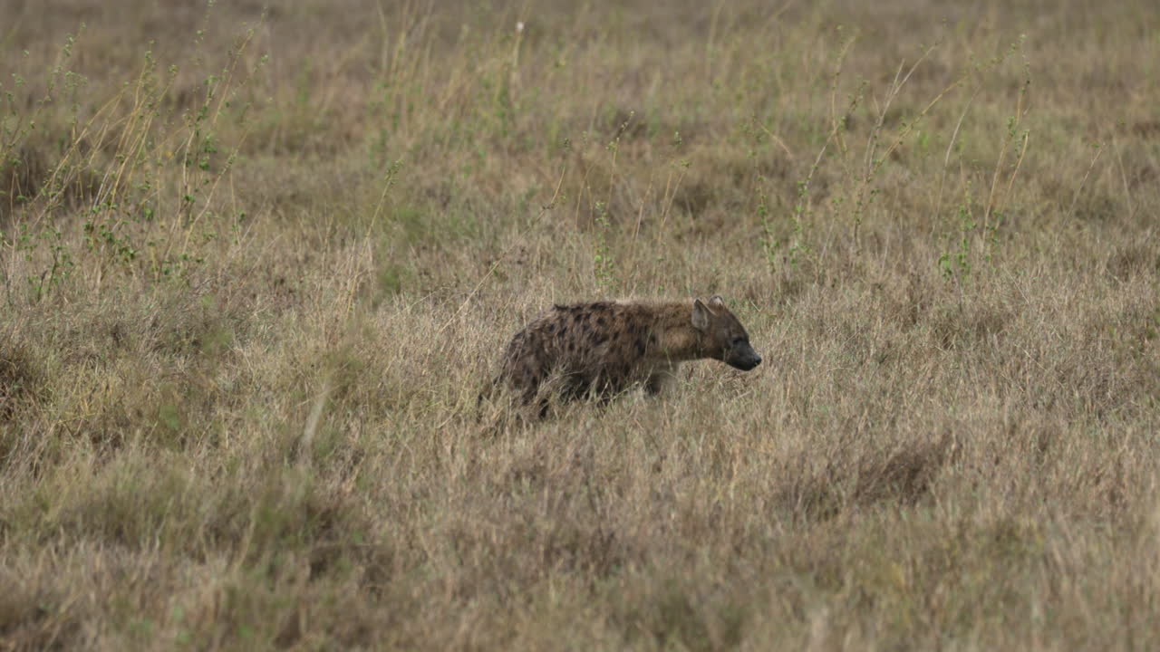 Iena del Serengeti che cammina nell'erba alta e secca