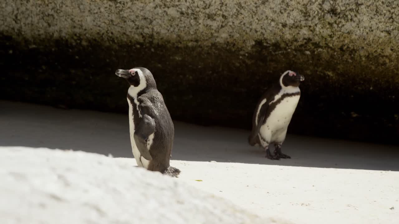 pájaros pingüinos jóvenes en la playa 4k