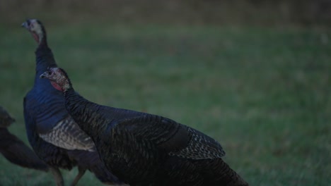 Bandada-De-Pavos-Salvajes-En-El-Parque-Omega-En-Canadá---Primer-Plano,-Cámara-Lenta