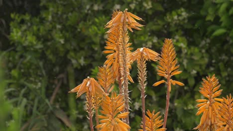 Orange-Blühende-Aloe-Vera-Pflanze-Im-Garten-Mit-Fliegenden-Insekten