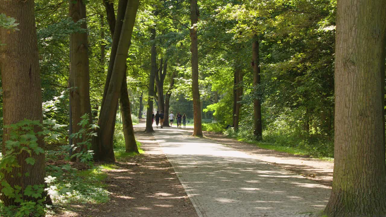 Groups stroll on a tree-lined path, dappled sunlight, steady camera, tranquil summer park scene
