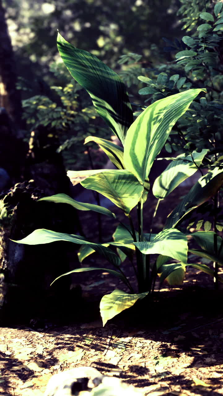 Lush green vegetation in a sunlit forest setting with rocks